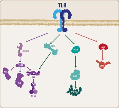 Wnt/TLR Dialog in Neuroinflammation, Relevance in Alzheimer’s Disease